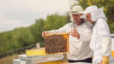 Introduction to Beekeeping: The Ultimate Guide - beekeepingworld.online