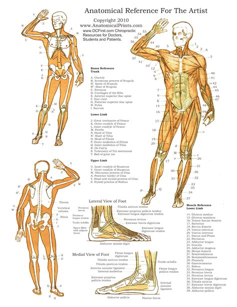 Anatomy And Physiology I Study Guide