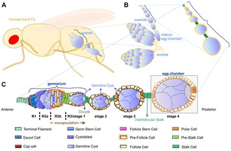 Frontiers Epithelial Morphogenesis In The Drosophila Egg Chamber