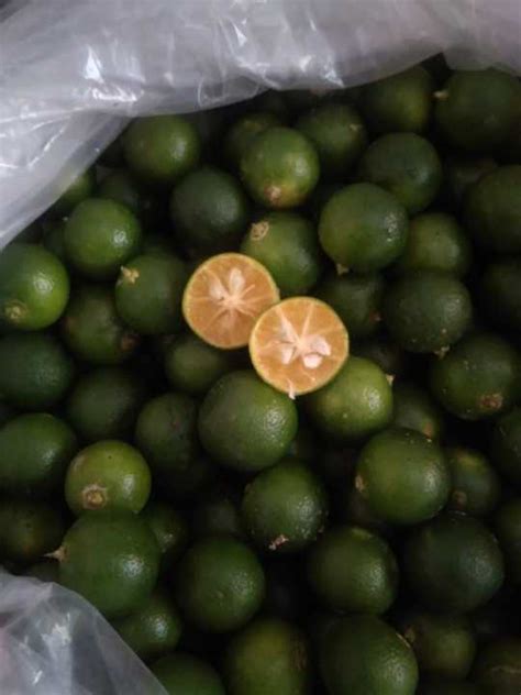 Jeruk Sonkit Kasturi Kg Cui Calamansi Kip Lazada Indonesia