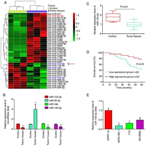 MiR 153 3p Is Downregulated In Human RB Tissues And Cell Lines A