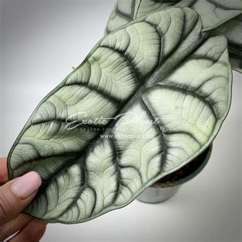 alocasia nebula - exoticplantshop.org