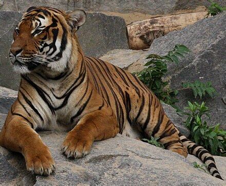 Tiger - Wikipedia