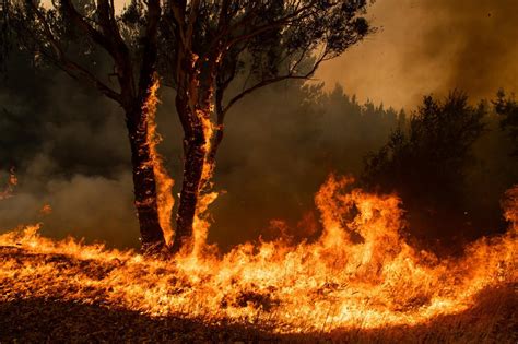 24 Arrested for Arson in Australia During Australia Fires – Smoke Signals