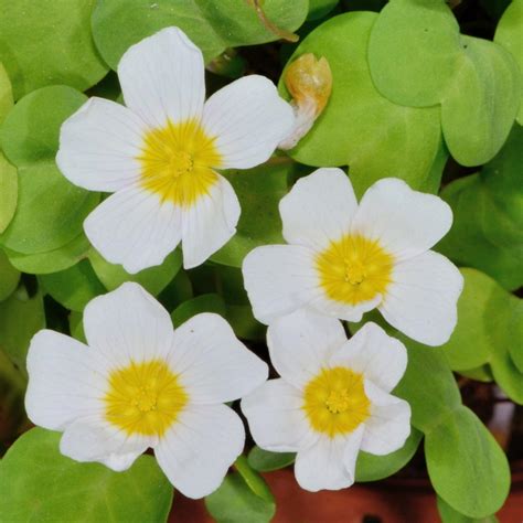 Oxalis Bulbs For Planting,Clover Bulbs,Oxalis Triangularis Bulbs,Wood ...