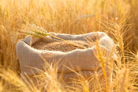 Lokwan To Sihore Popular Varieties Of Wheat Found In India