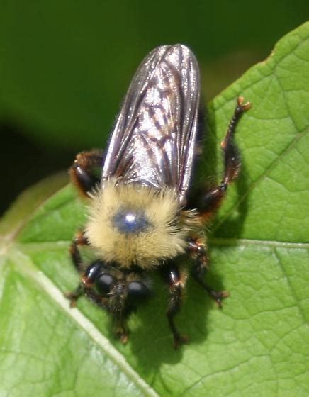 Bee Or Fly Laphria Thoracica Bugguidenet