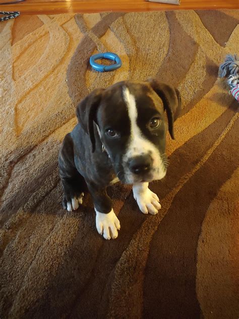 Cane Corso Mastiff Mix