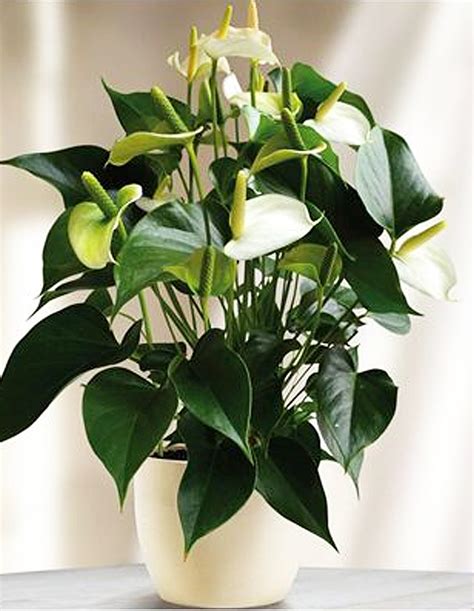 Anthurium 'Sierra White' - Plant World London