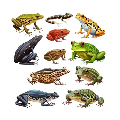 Premium Vector | Web set of frogs and toads of different species