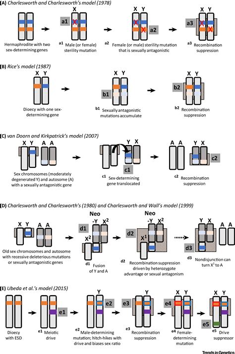 Why Do Sex Chromosomes Stop Recombining Trends In Genetics