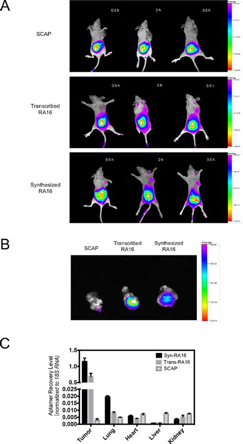 Characterization Of A Bifunctional Synthetic Rna Aptamer And A