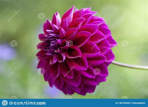 Dahlia Flower En La Plena Floraci N Imagen De Archivo Imagen De