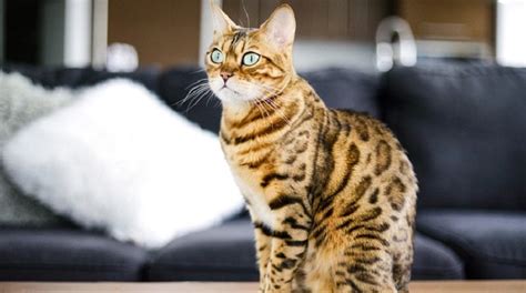 Cutest Cat Breeds: Adorable Exterior with a Personality to Match - Cat ...