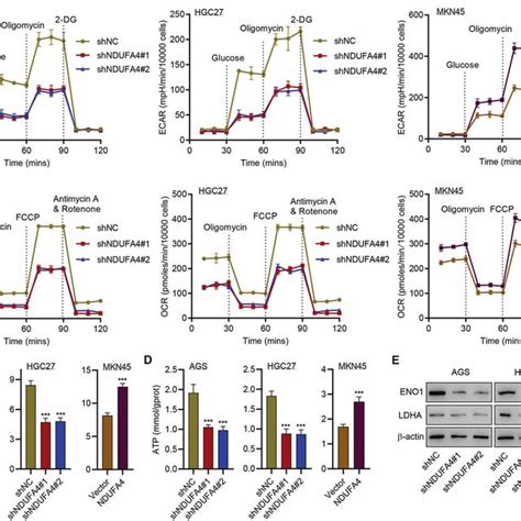 Ndufa4 Promotes Glycolytic And Oxidative Metabolism In Gc Cells A Download Scientific Diagram