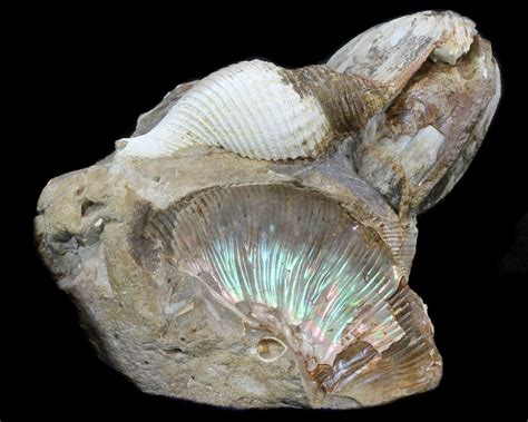 Fossil Gastropod, Clam & Ammonite Association - SD For Sale (#34171 ...