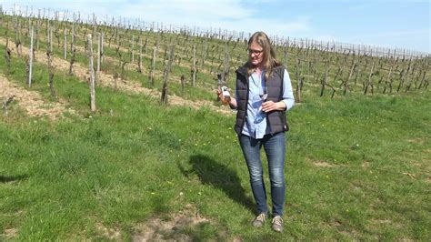 Weintaxi Wiesbaden Weingut Irene Söngen 2019 Rheingau Spätburgunder