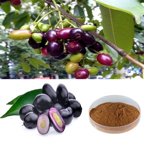 Black Plum Syzygium Cumini Kerala Naturals