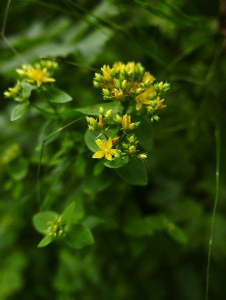 Square Stalked St John S Wort Hypericum Tetrapterum Bea Noa Firryn