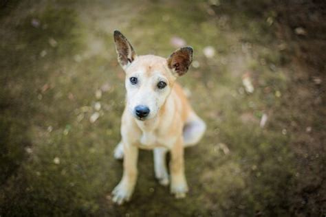 abandoned pets  video       animals