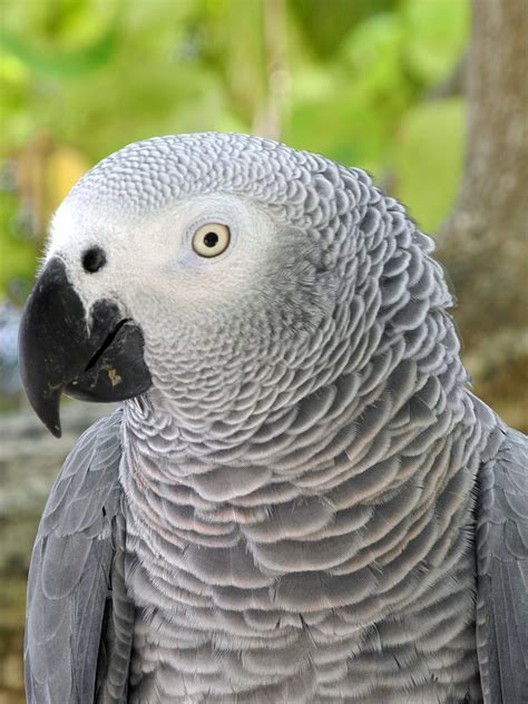 1080x1920 wallpaper | gray parrot | Peakpx