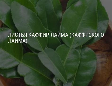 Листья каффир-лайма (каффрского лайма): что это, польза и вред, состав