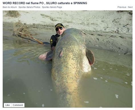 Italian Fisherman Catches Enormous Pound Wels Catfish In Italian River