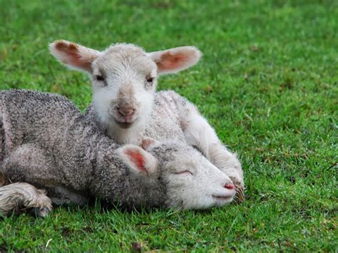 Funny Cute Lambs Interesting Funny Pictures Funny And Cute Animals