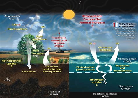 Carbon Cycle Nitrogen Cycle Phosphorus And Sulphur Cycle Pmf Ias