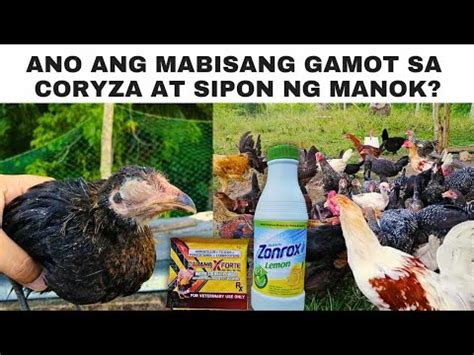 Ano Ang Mabisang Gamot Sa Coryza At Sipon Ng Manok YouTube