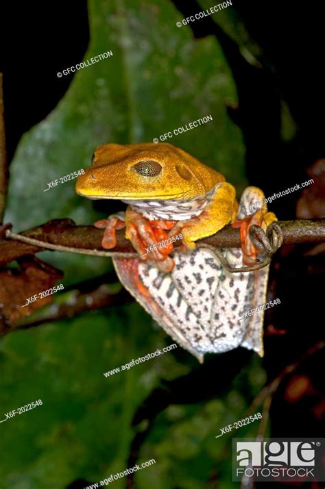 Map Tree Frog Hypsiboas Geographicus In Habitat The Semi Translucent