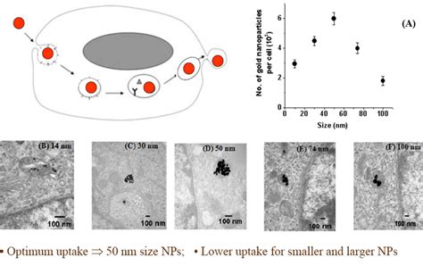 A Dependence Of Cellular Uptake Of Gold Nanoparticles As A Function