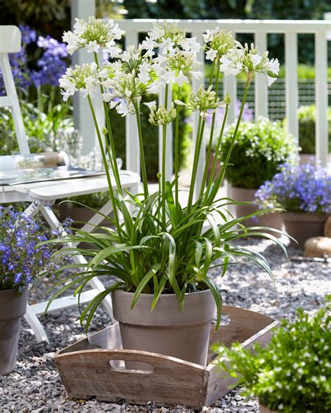 Agapanthus Ever White PBR Wp001 Golden Valley Plants