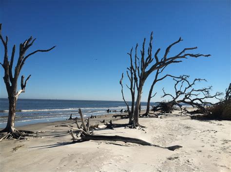 Driftwood Beach on Jekyll Island - Picture of the Week - The World of Deej