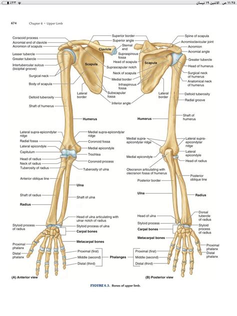 upper limb | Anatomia umana, Corpo umano, Disegno di anatomia