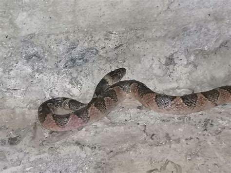 Southwestern Cat Eyed Snake From Tepetzintla Ver M Xico On January