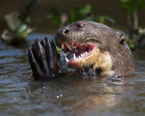 Otter with TEETH : r/otterlyterrifying