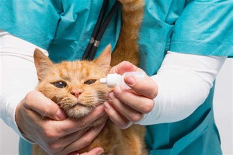 Tr Nende Augen Bei Katzen Ursachen Und Behandlung Tierischehelden De