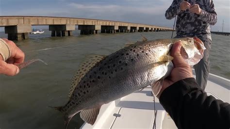 Lake Pontchartrain Report Today Speckled Trout Jig Fishing Trestle