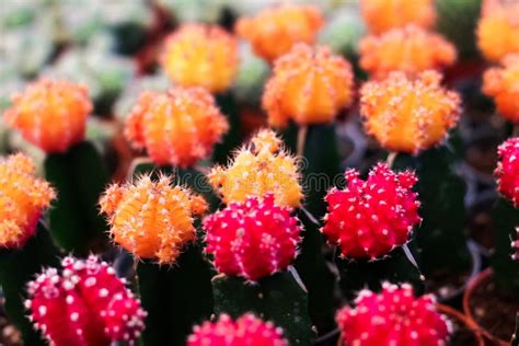 The Cactus stock photo. Image of opuntia, cactus, little - 60930944