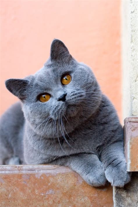 10 Breeds Of Cat with Big Eyes (That Put Manga Faces To Shame)