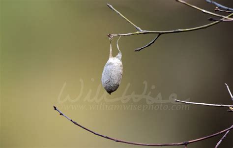 Polyphemus Moth Cocoon Georgia Blog William Wise Photography