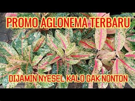 PROMO AGLONEMA TERBARU DIJAMIN NYESEL KALO GAK NONTON YouTube