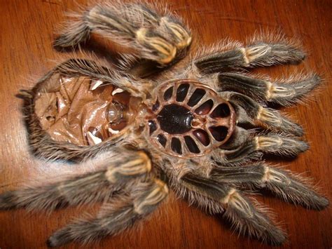 Spider molt : r/molting