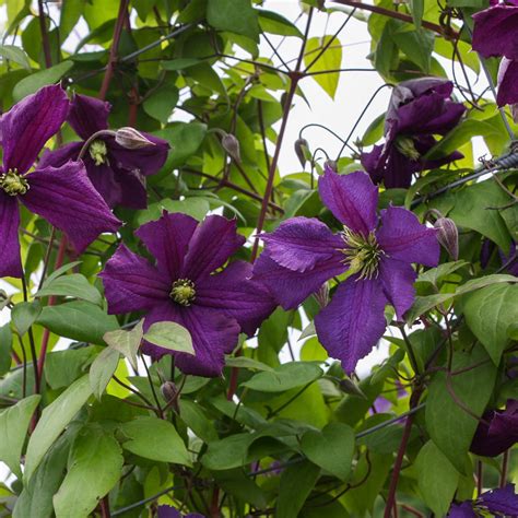 Clematis viticella 'Blue Belle' - Waldrebe 'Blue Belle' | Native Plants ...