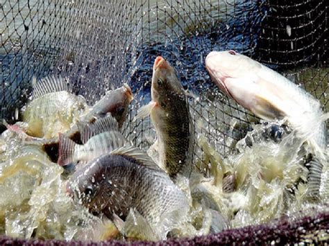 Tilapia Fish Farming তেলাপিয়া মাছ চাষে উপার্জন করুন বিপুল অর্থ শিখুন