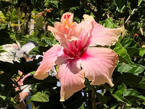 Fleur D Hibiscus X Rosa Sinensis Malvac Es Jardin De Balata La