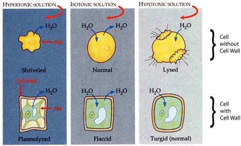 Hypertonic hypotonic isotonic simple diagrams - londoninriko