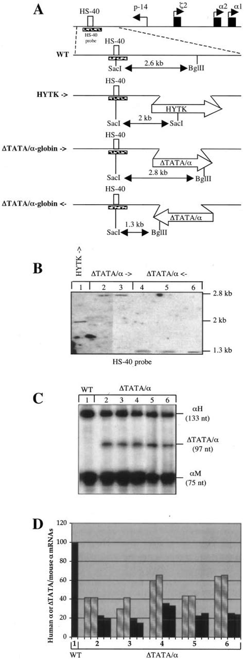 Characterization Of Clones Bearing The Targeted Insertion Of The Human