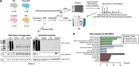 Frontiers Targeted Quantification Of Detergent Insoluble RNA Binding